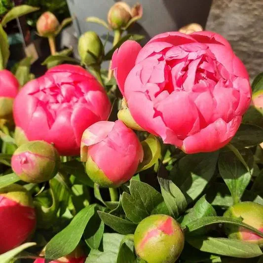 Fleuriste près de Toulouse