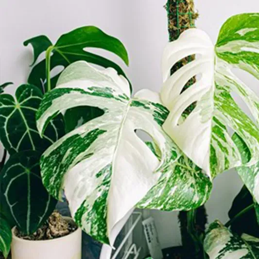 Variegata