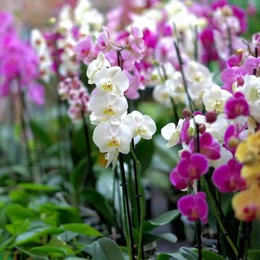 Orchidée près de Toulouse